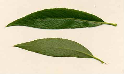 1631888_l.jpg