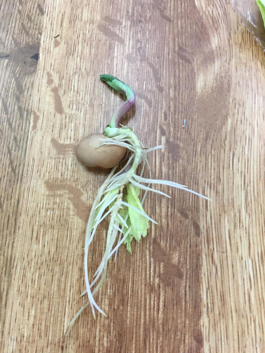Plants bean 2 