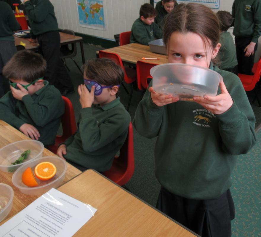 SLG Investigating smells 